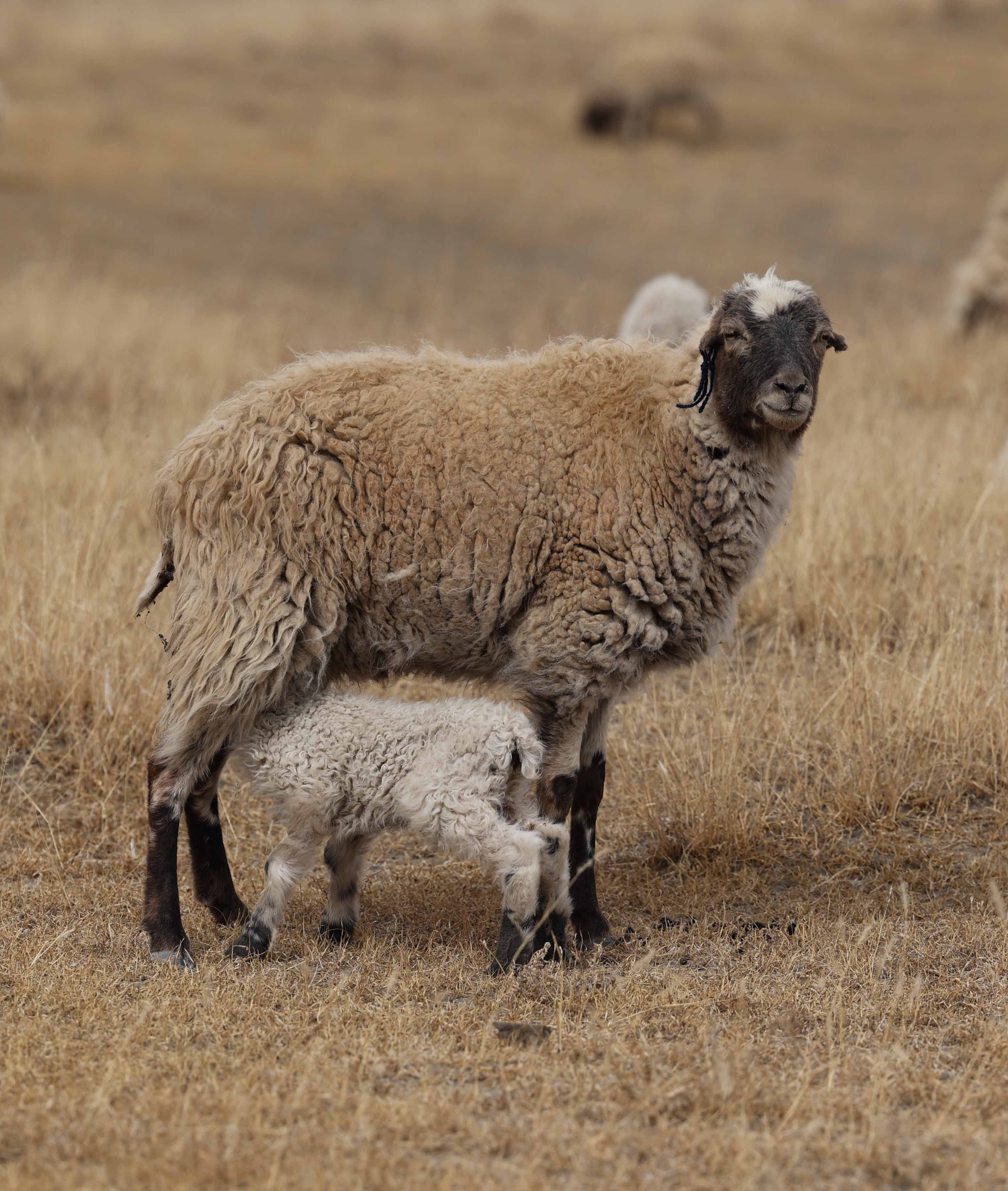 Australian Wool Market 2022 Week 14: The market continues to decline sharply