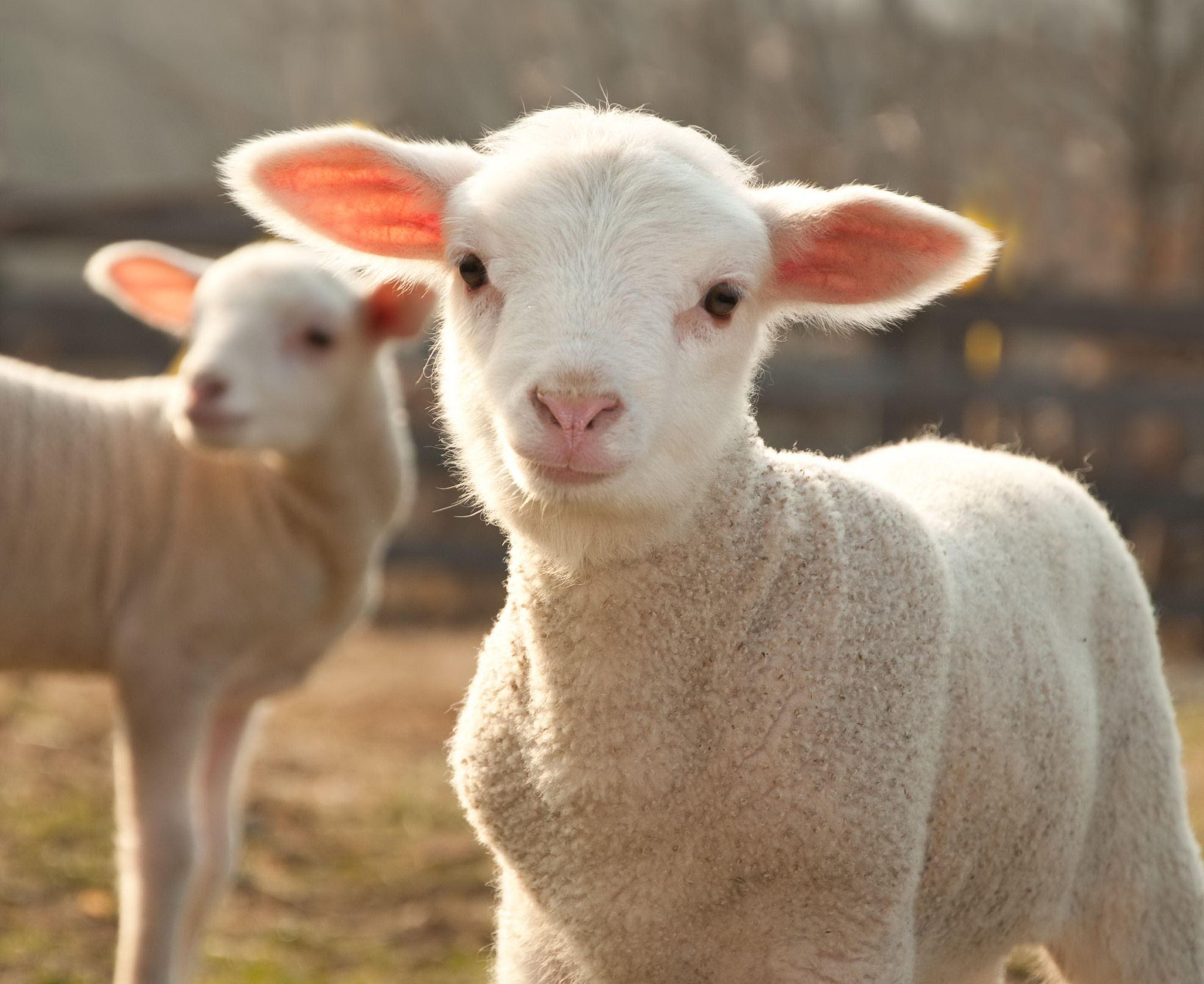 Australian Wool Production Forecast Report September 2022